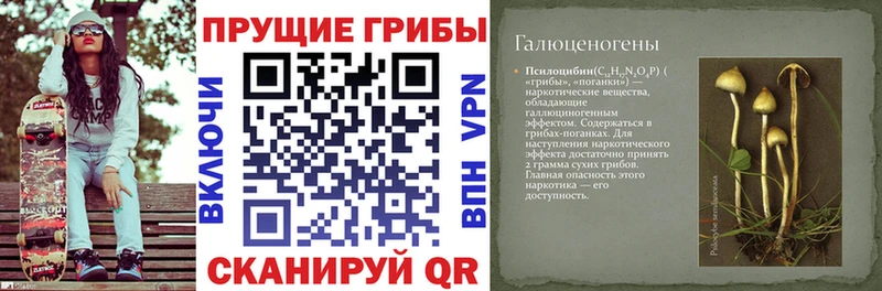 Псилоцибиновые грибы Psilocybe Снежногорск